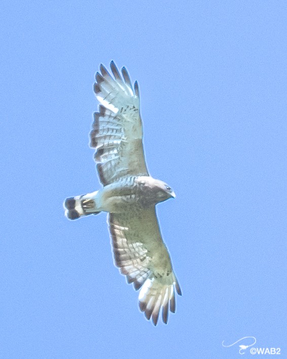 Broad-winged Hawk - William Blodgett Jr.