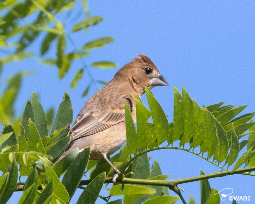 Blue Grosbeak - William Blodgett Jr.