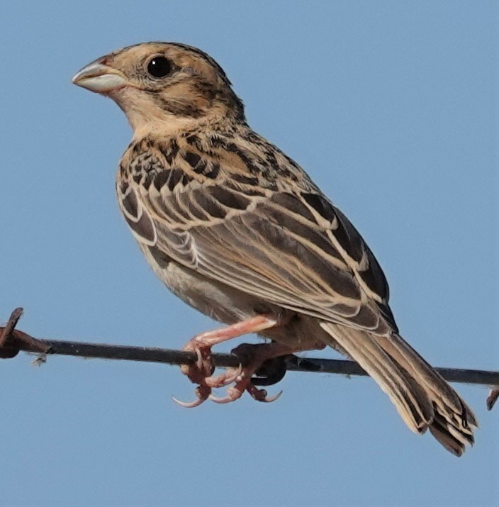 Corn Bunting - Mark Robbins