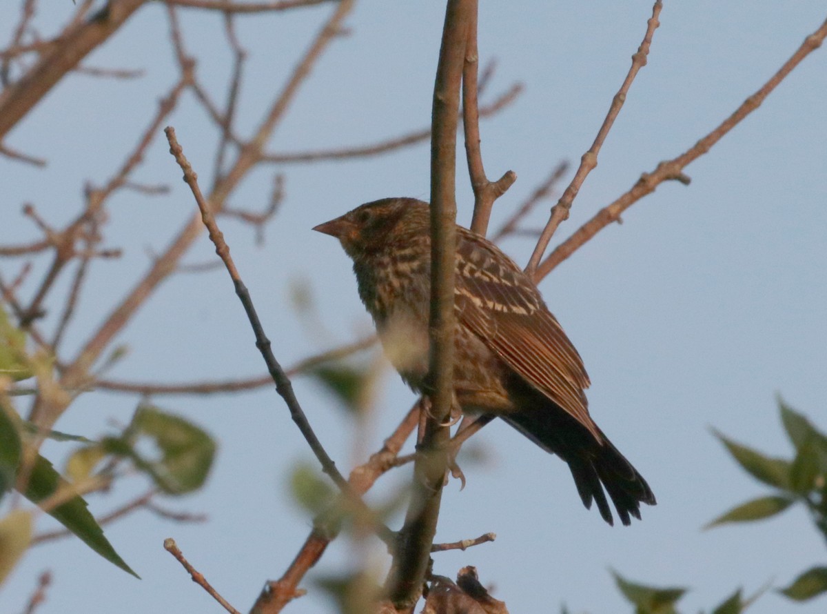 Red-winged Blackbird - ML458758791