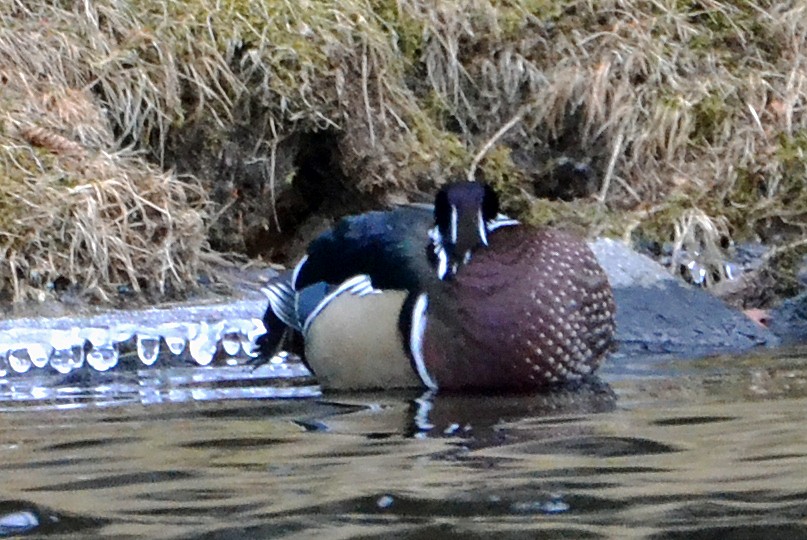 Wood Duck - ML45875971