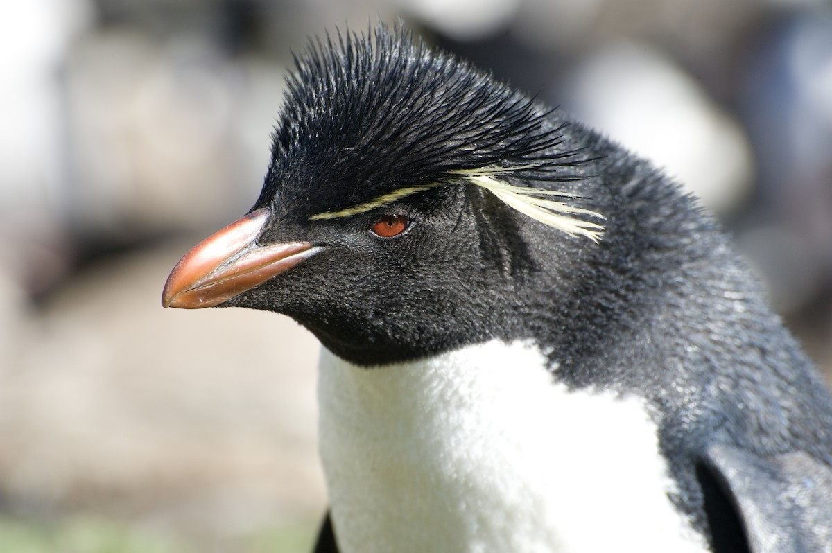 Пінгвін чубатий - ML458759741