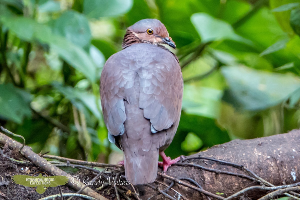 White-throated Quail-Dove - ML458760141