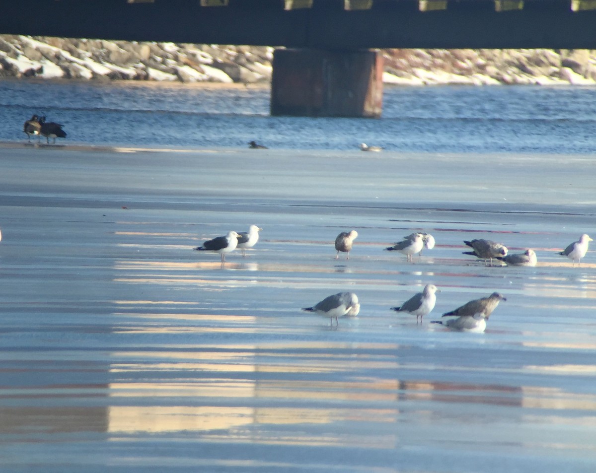 Great Black-backed Gull - Stuart Malcolm