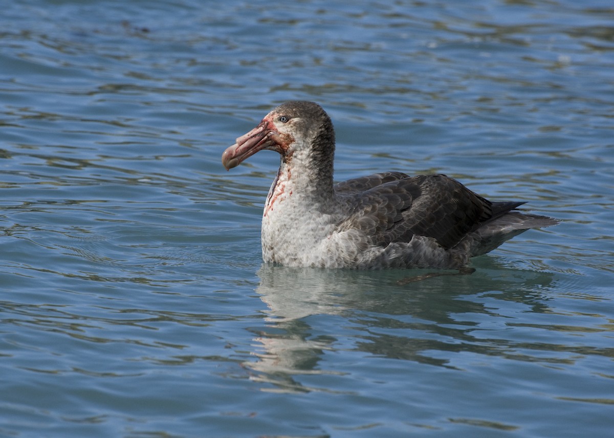 Southern Giant-Petrel - Laurence Green