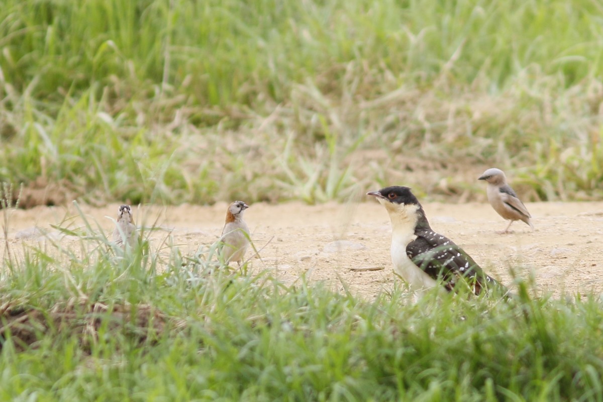 Great Spotted Cuckoo - ML45876401