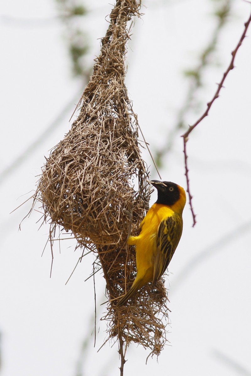 Lesser Masked-Weaver - ML45876521