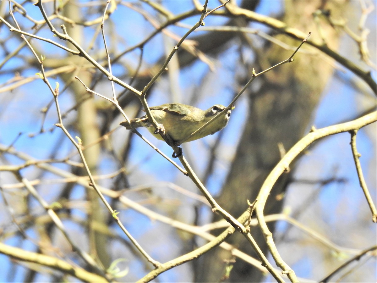 Philadelphia Vireo - ML458765651