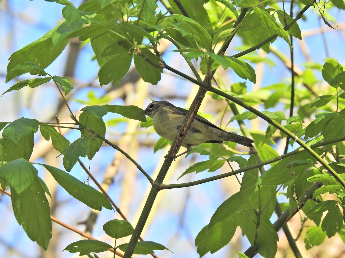 Philadelphia Vireo - ML458765661