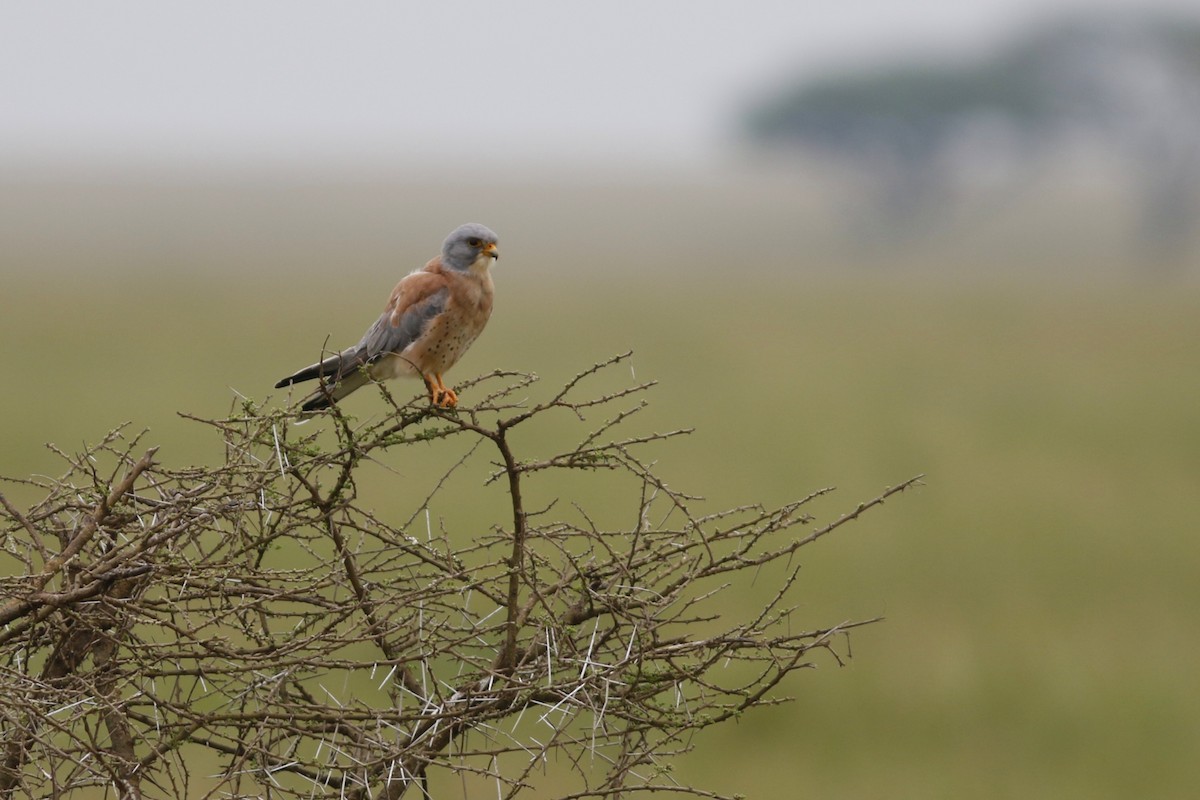 Lesser Kestrel - John C Sullivan