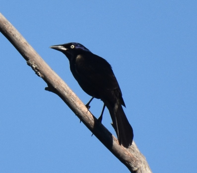 Common Grackle - ML458767381