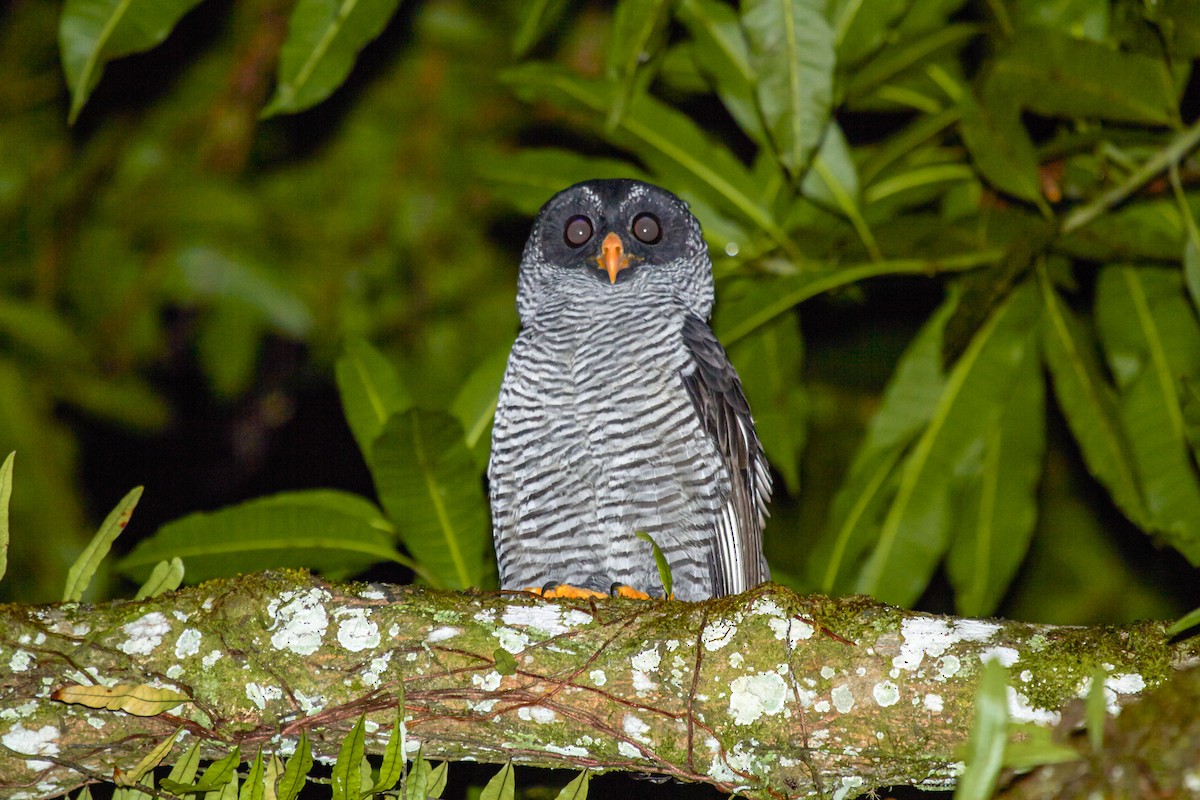 Black-and-white Owl - ML458767881