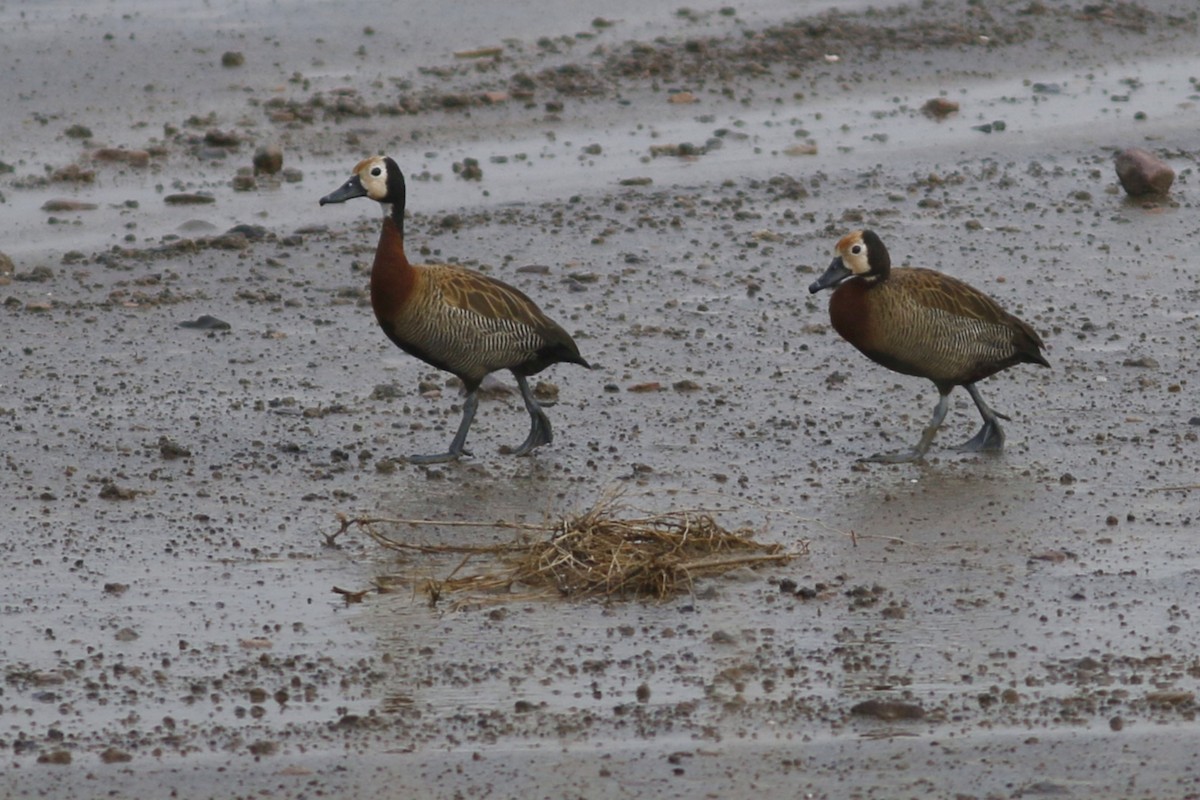 White-faced Whistling-Duck - ML45876921