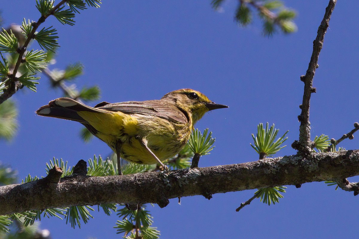 Palm Warbler (Yellow) - ML458769951