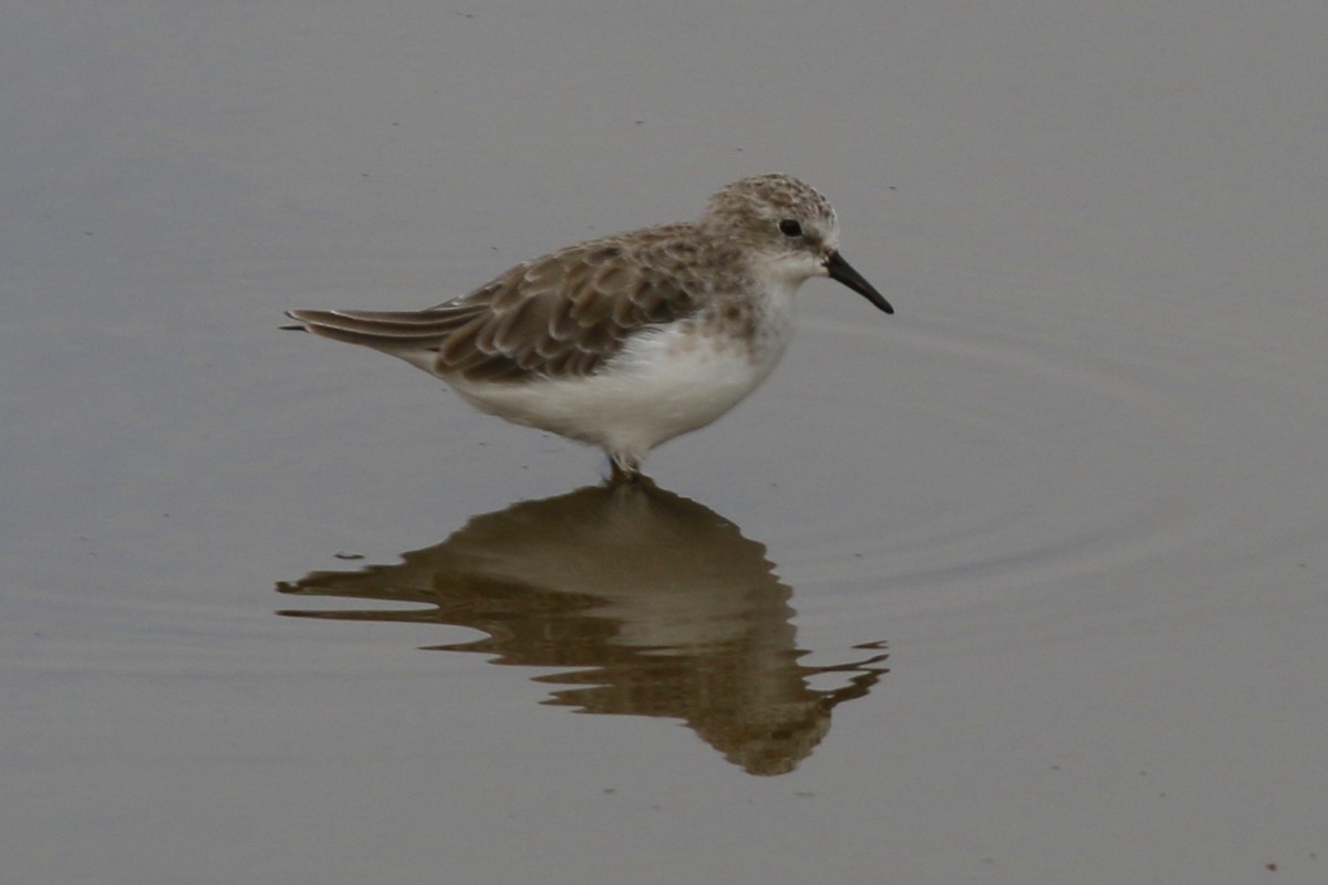 Little Stint - ML45877021