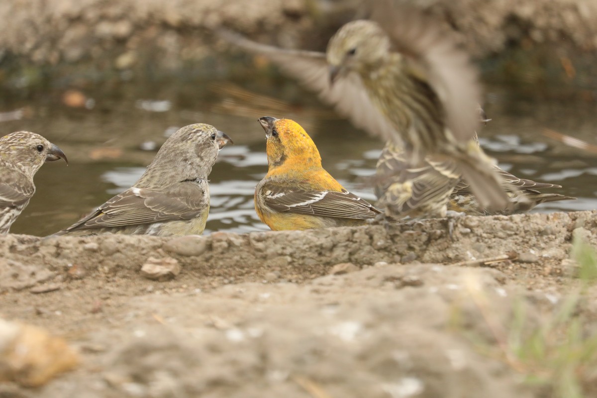 White-winged Crossbill - ML458771471