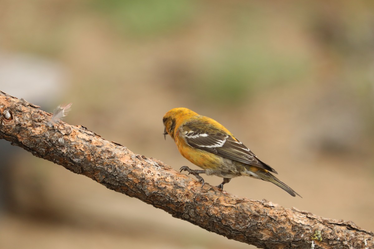 White-winged Crossbill - Chuck Gates