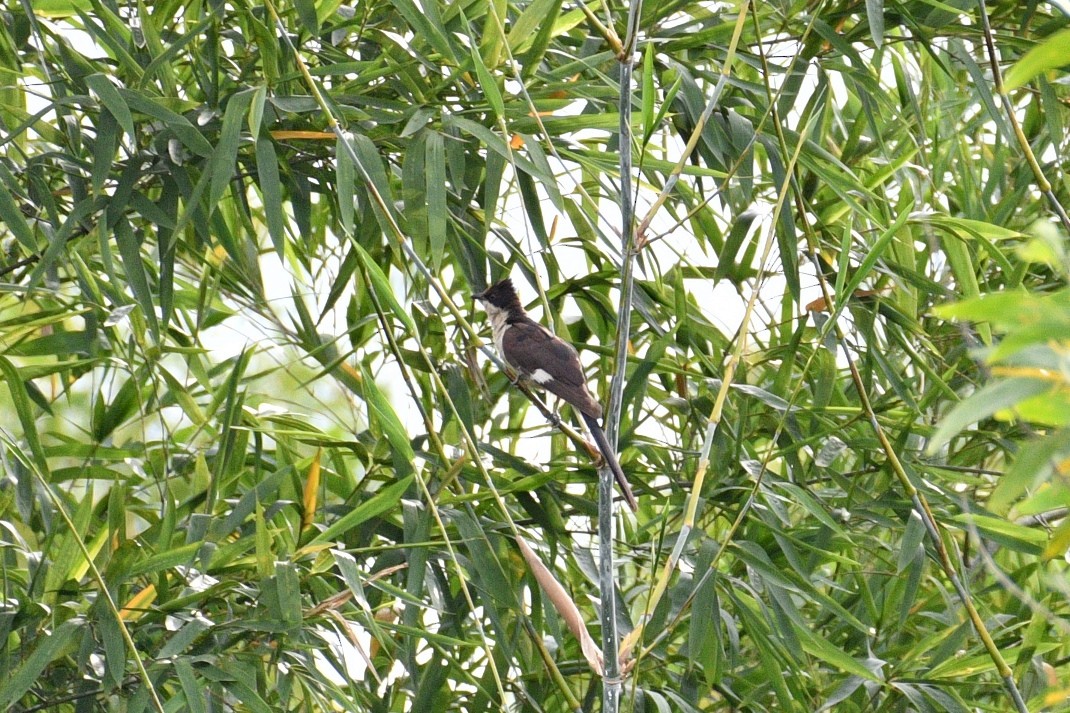 Pied Cuckoo - ML458771801