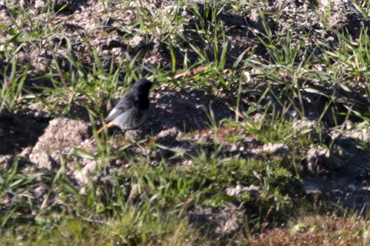 Black Redstart - Francisco Barroqueiro