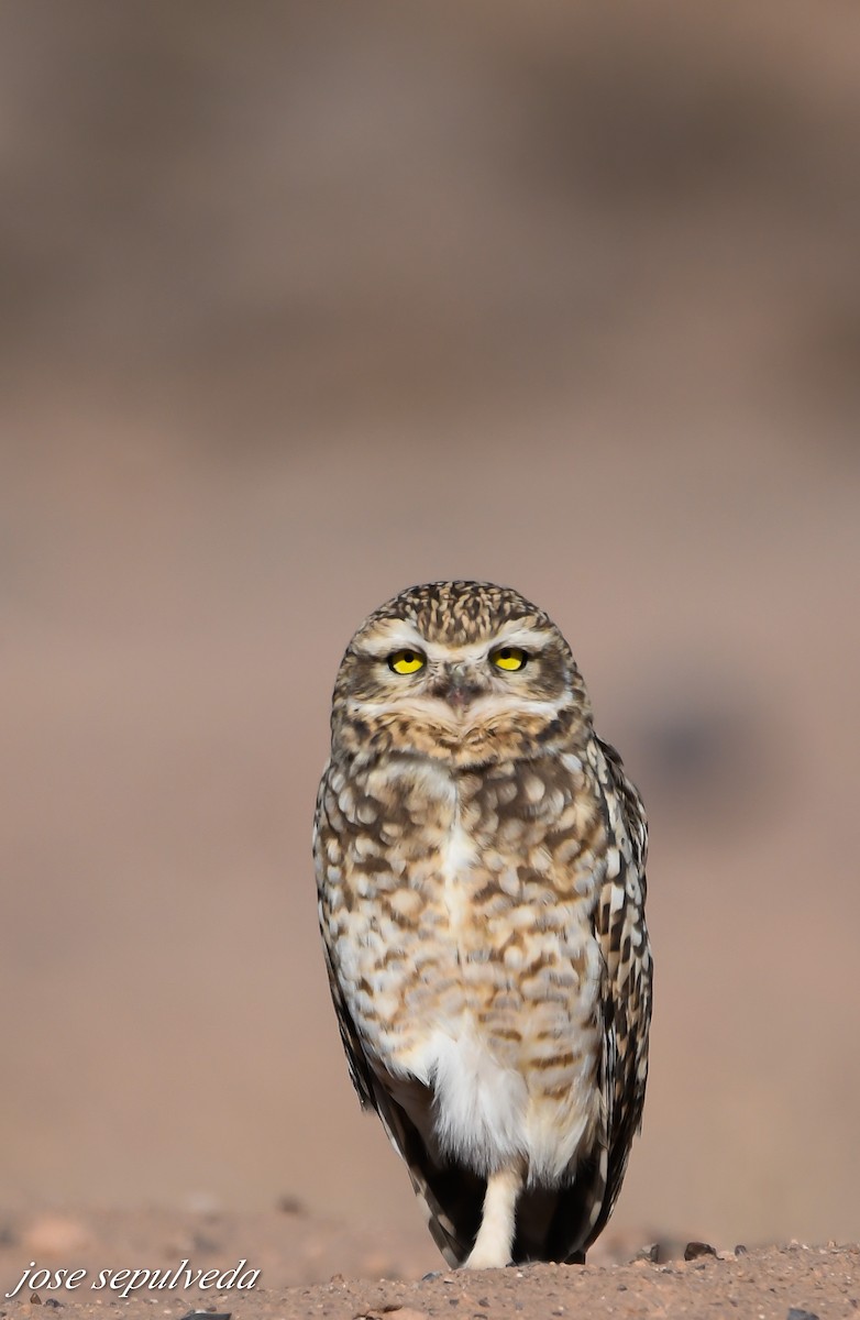 Burrowing Owl - José Sepúlveda