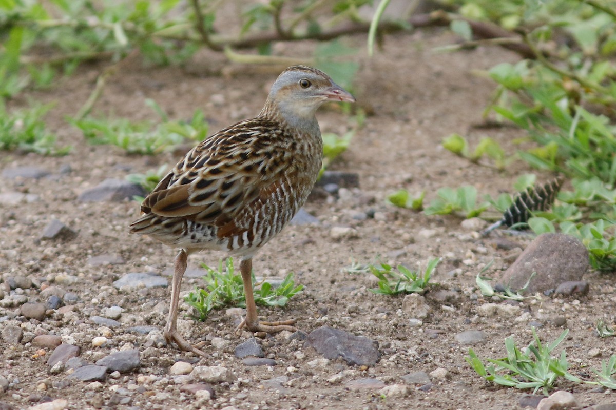 Corn Crake - ML45877321