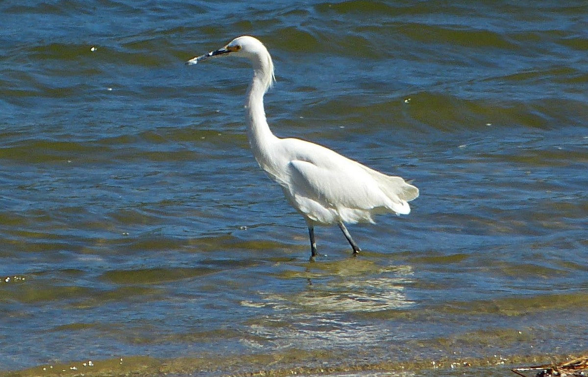 Snowy Egret - lynda fenneman