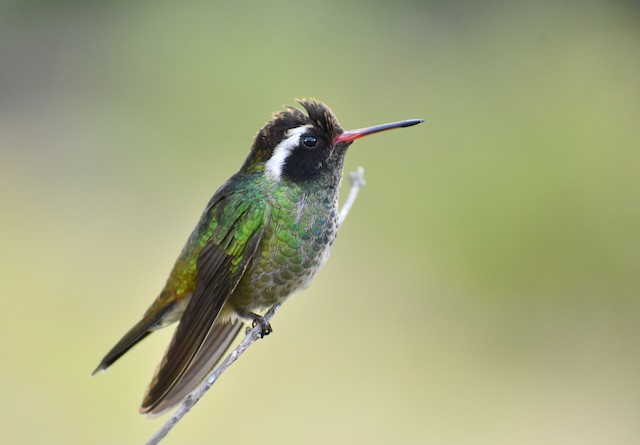 Field Identification - Broad-billed Hummingbird - Cynanthus