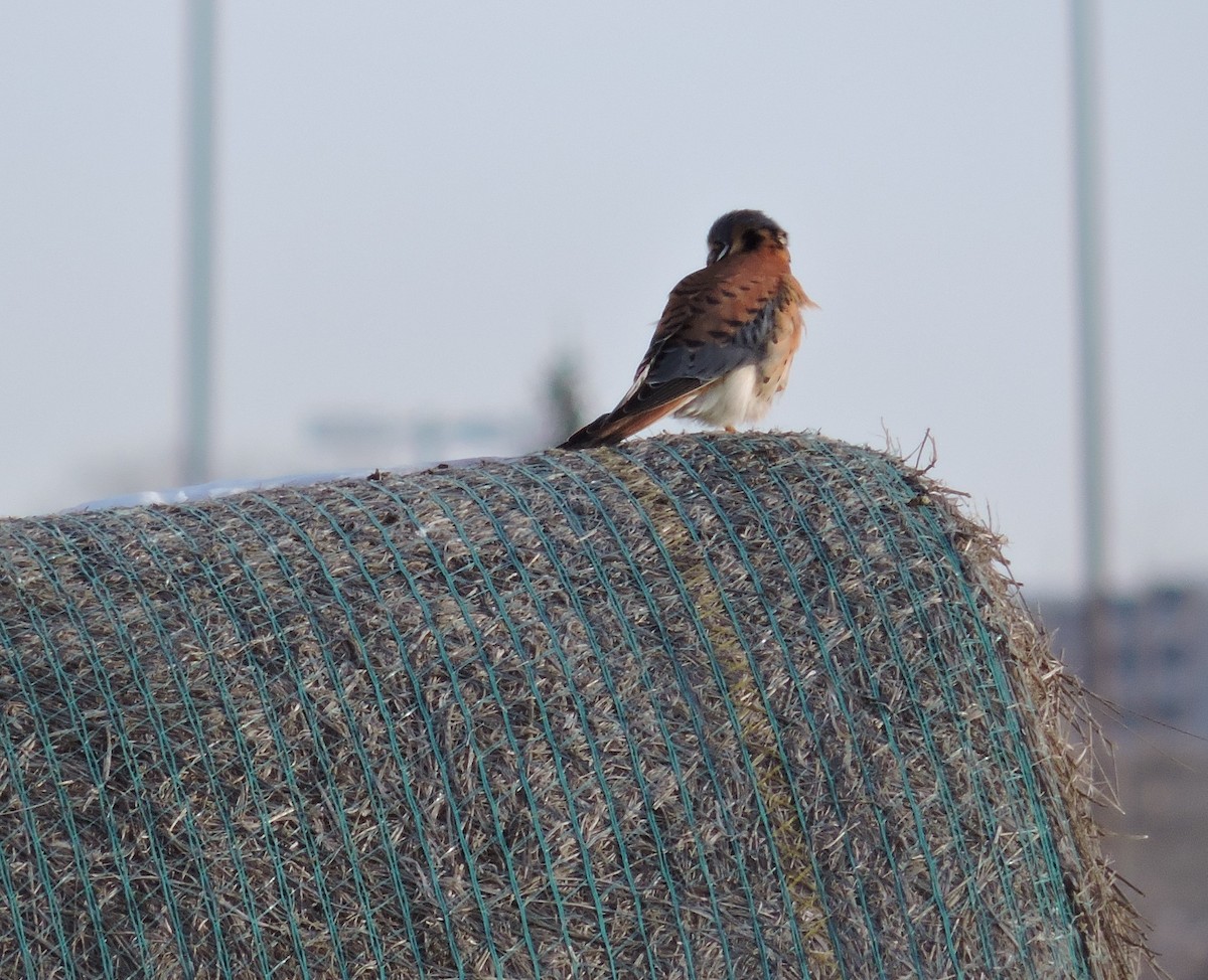 American Kestrel - Brian Lund