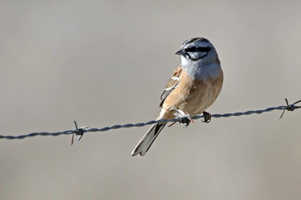 Rock Bunting - ML45877471