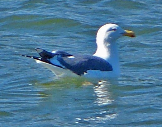 Western Gull - ML45877481