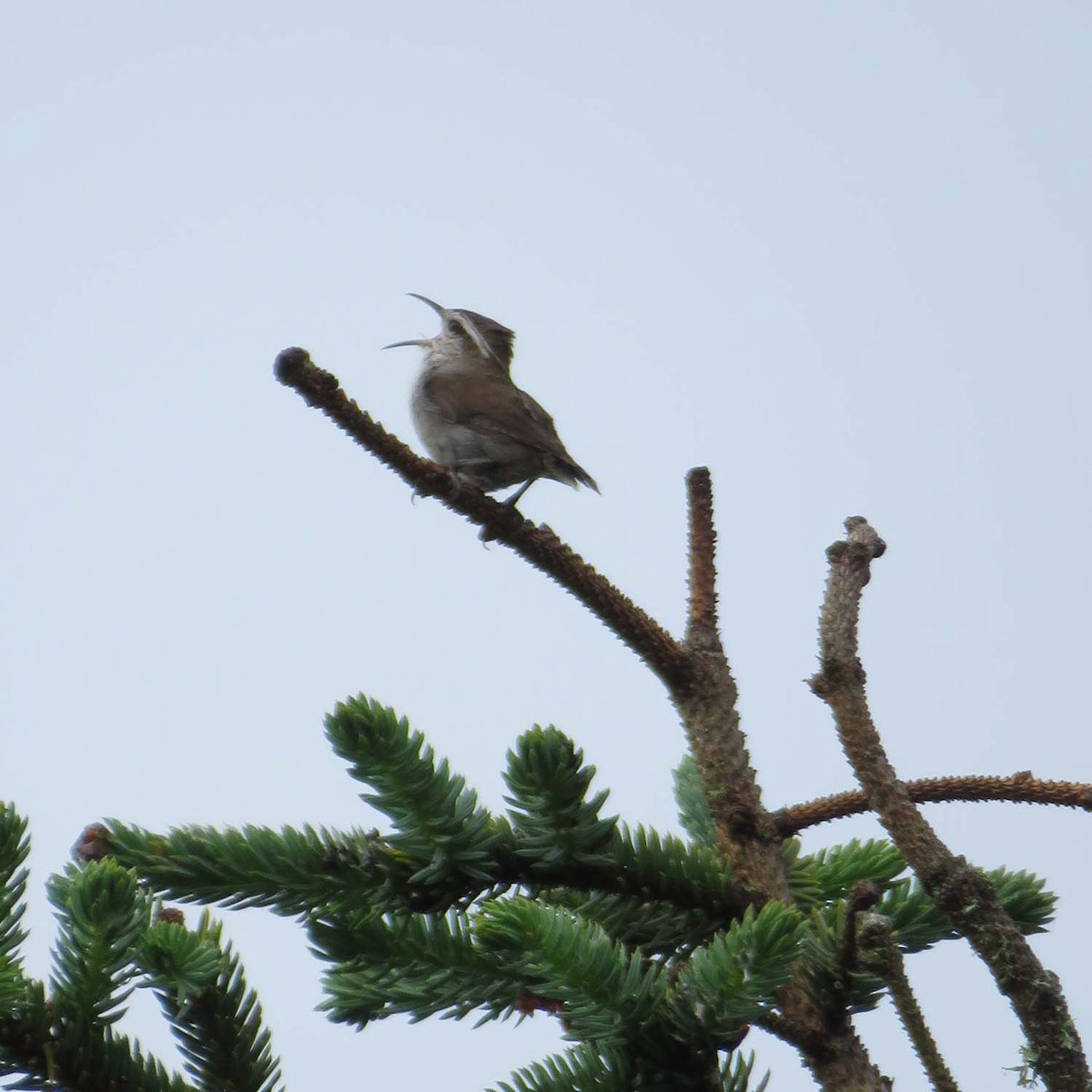 Bewick's Wren - ML458775041