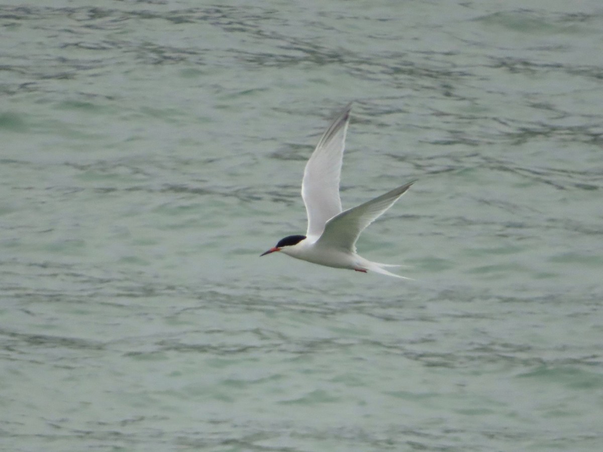 Roseate Tern - Kaichi Huang