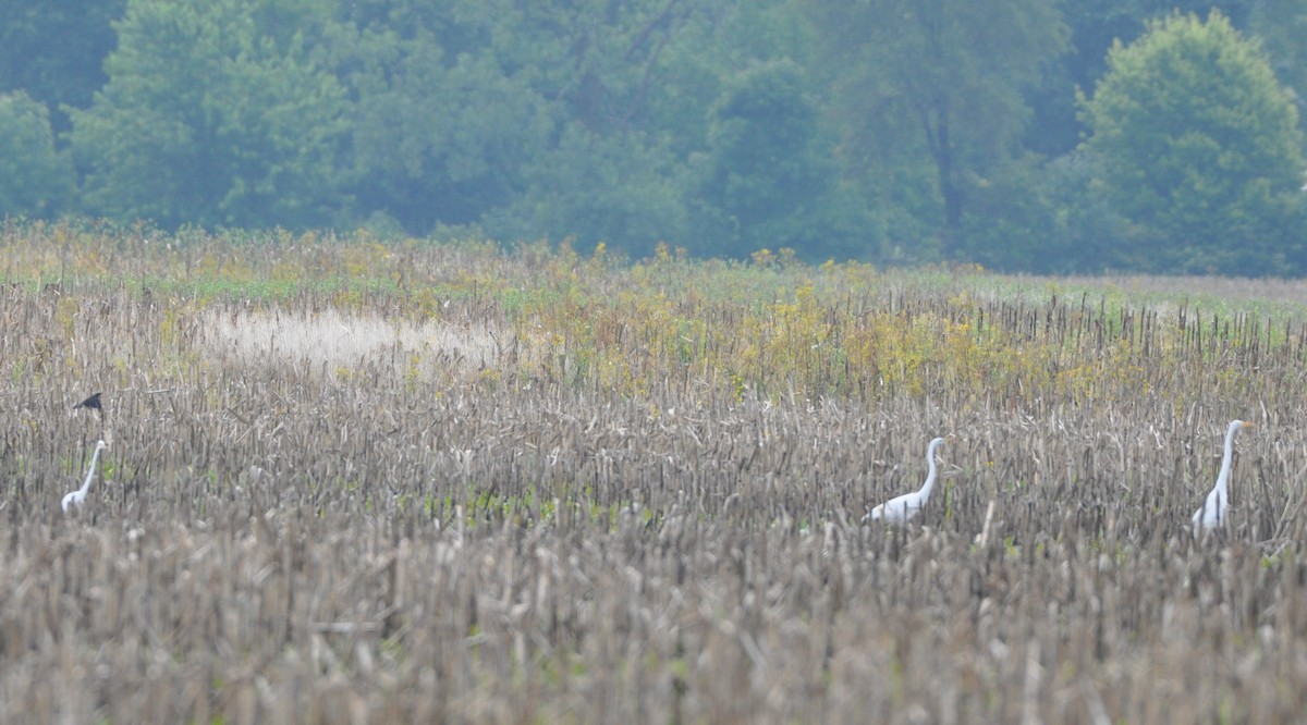 Great Egret - ML458777361