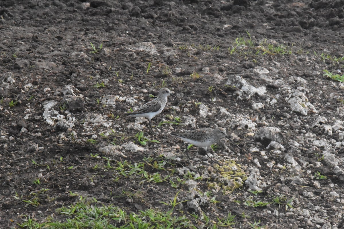 White-rumped Sandpiper - Alberto Hernandez