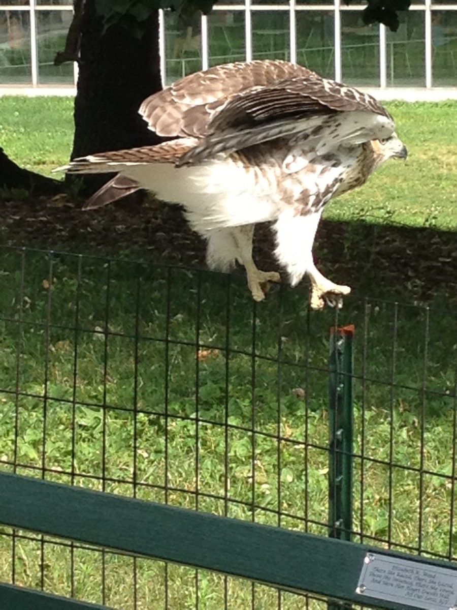 Red-tailed Hawk - ML458780251