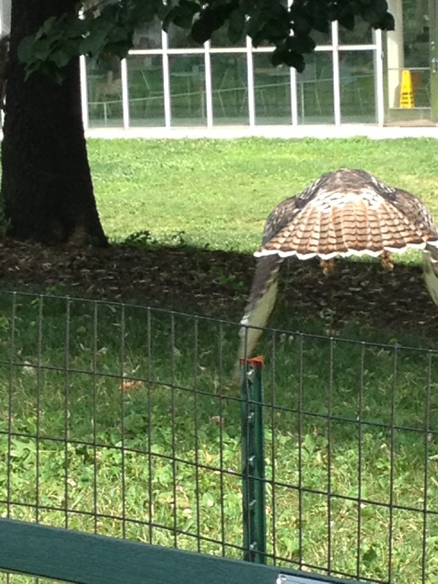 Red-tailed Hawk - ML458780261