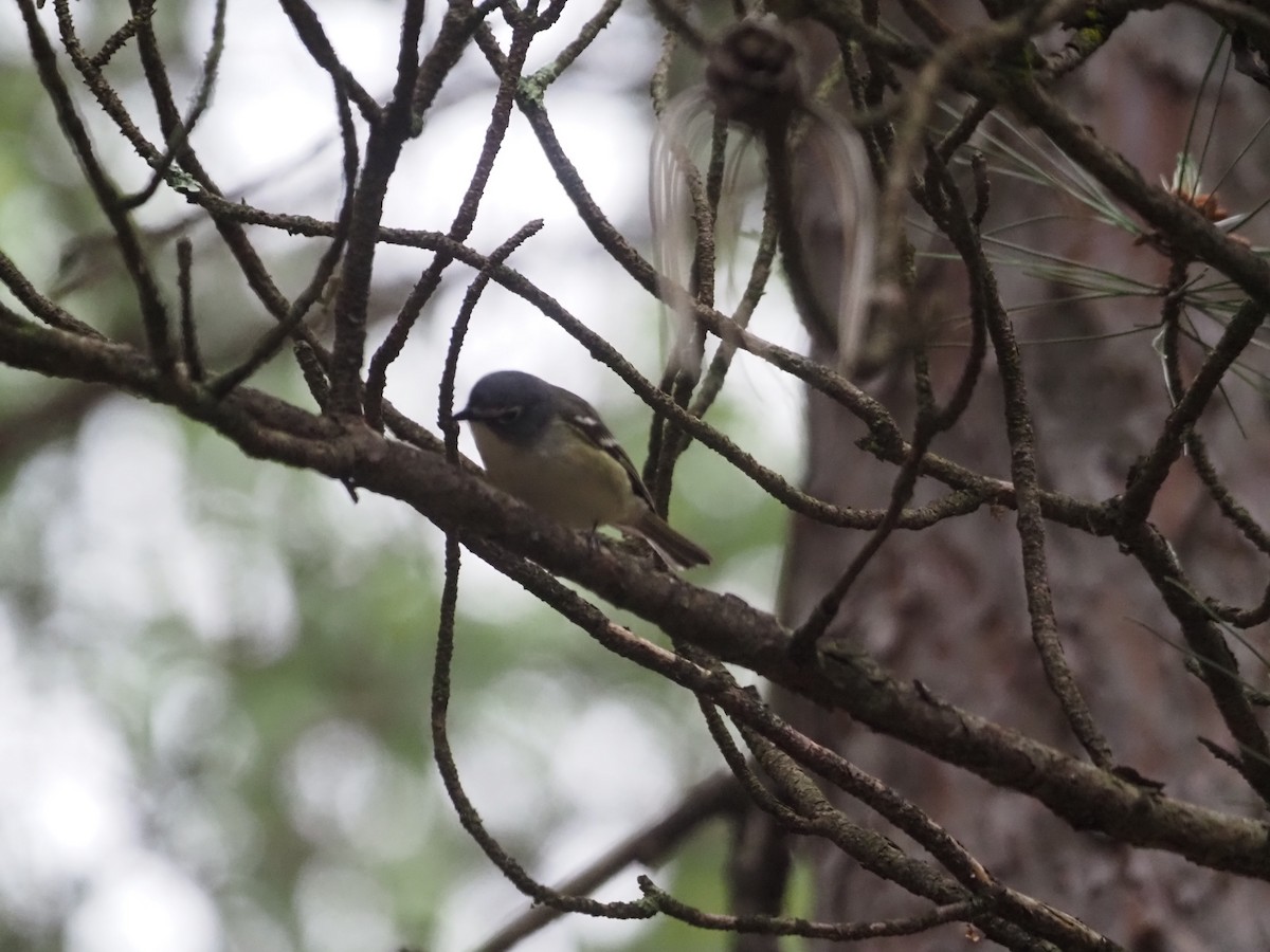 Blue-headed Vireo - ML458784091