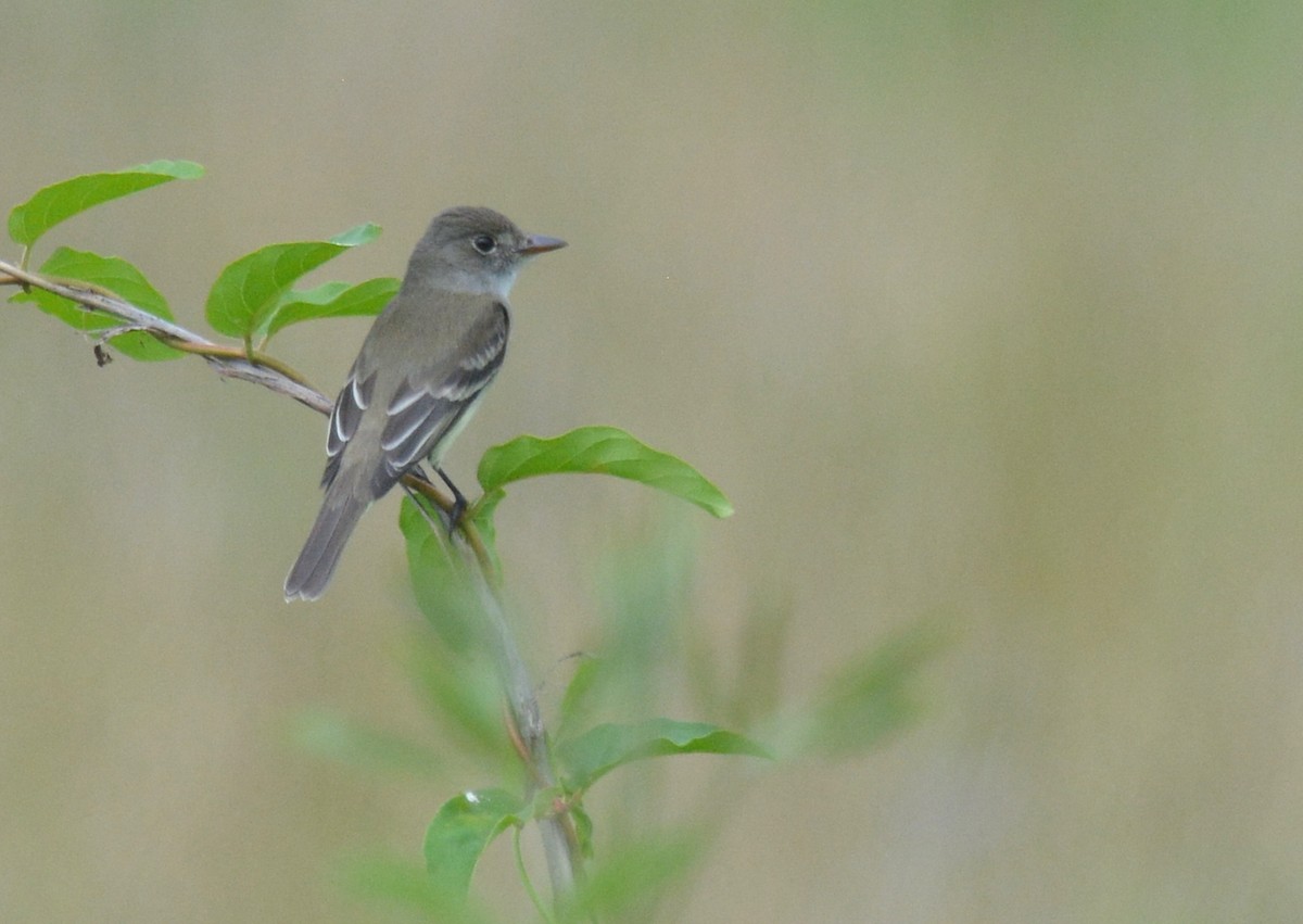 Willow Flycatcher (Eastern) - ML458784891