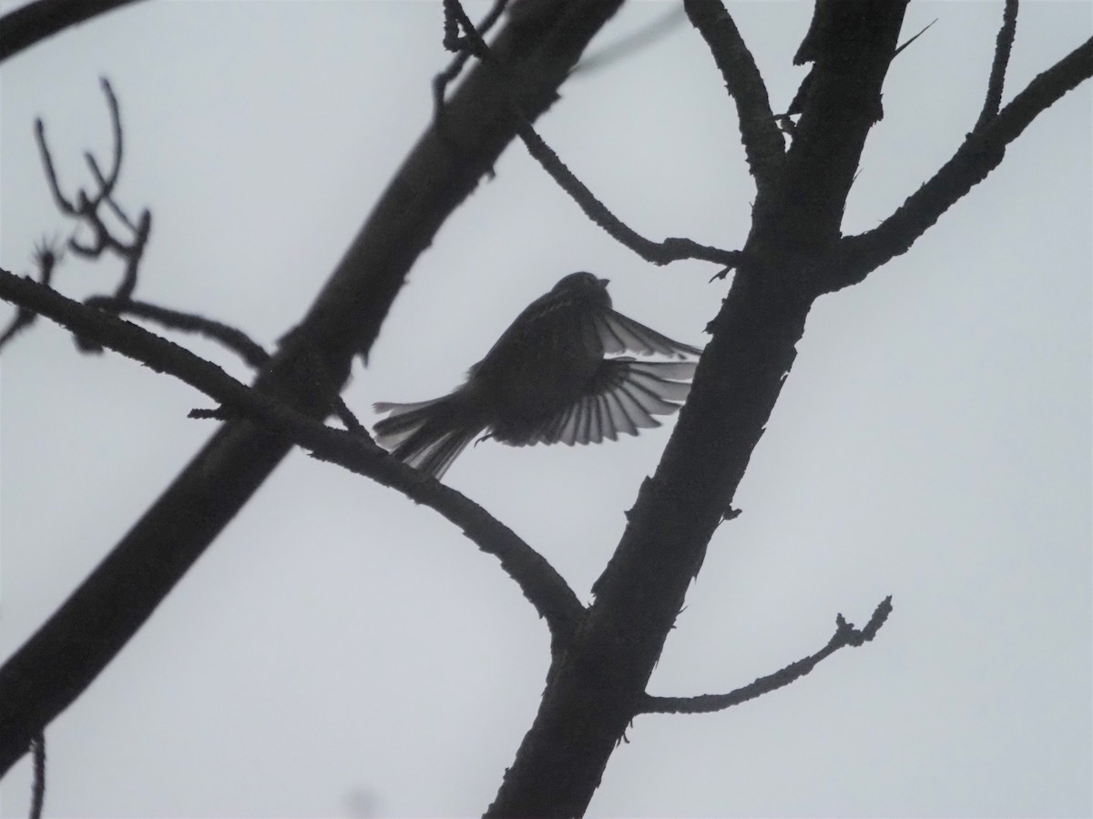 Blue-headed Vireo - ML458785161