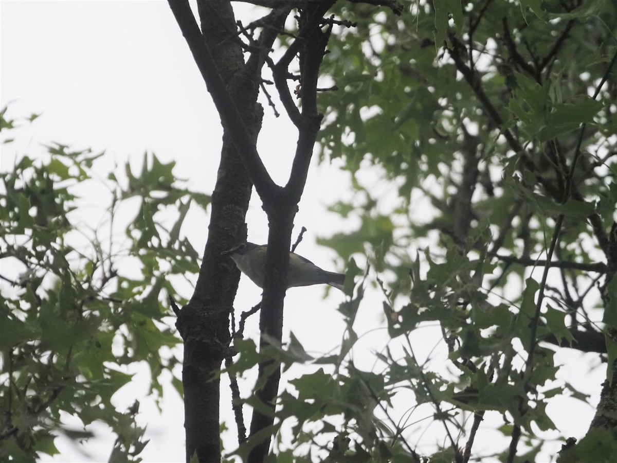 Blue-headed Vireo - ML458785171