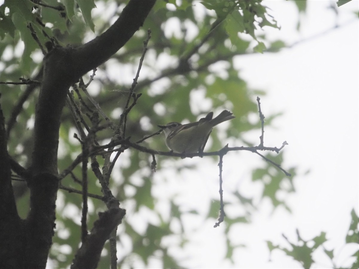 Blue-headed Vireo - ML458785191