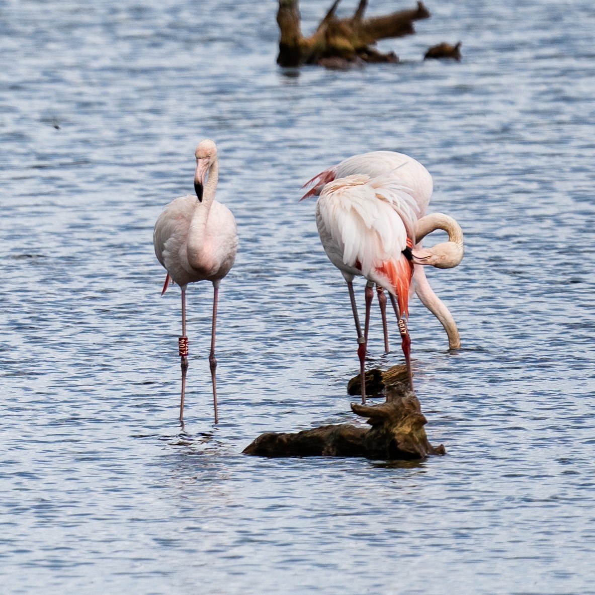 Greater Flamingo - ML458785311