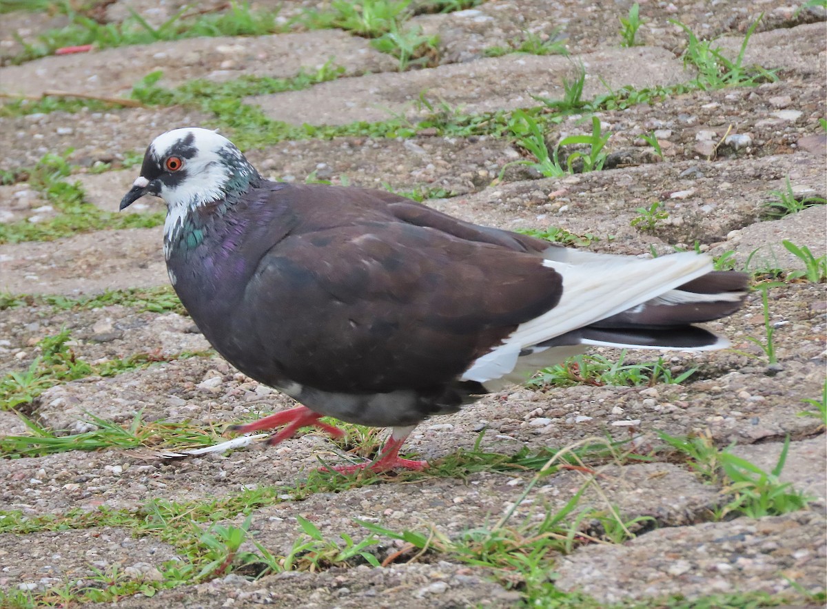 Pigeon biset (forme domestique) - ML458785361