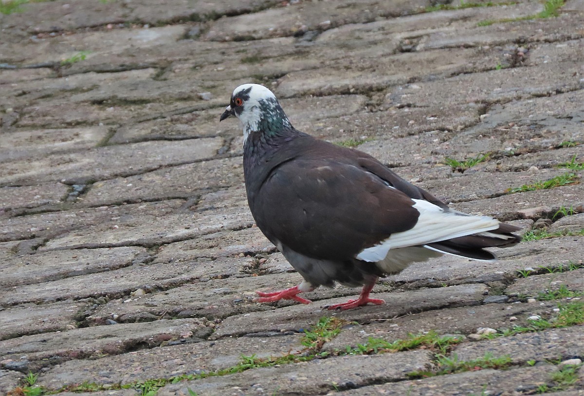 Rock Pigeon (Feral Pigeon) - ML458785421