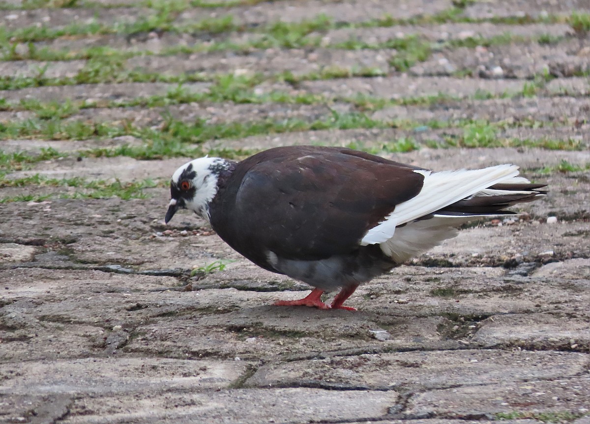 Rock Pigeon (Feral Pigeon) - ML458785451