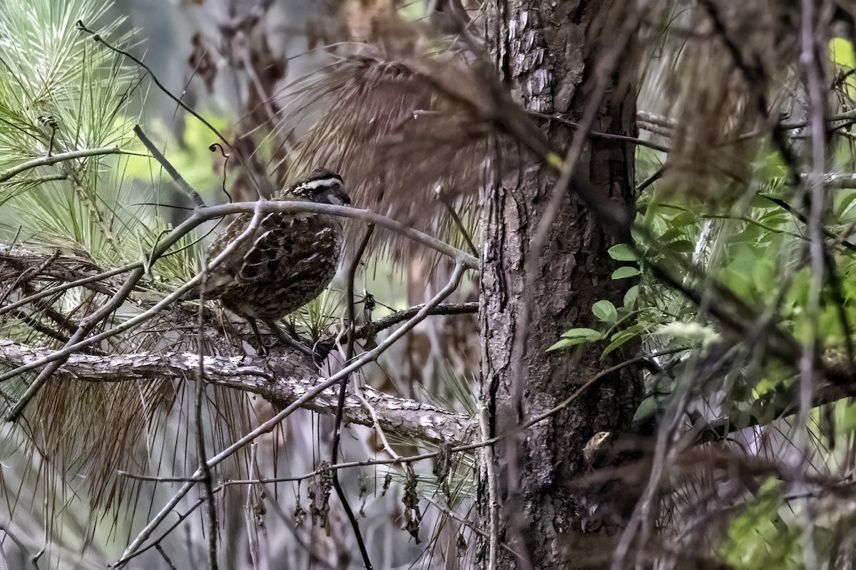 Northern Bobwhite - ML458789041