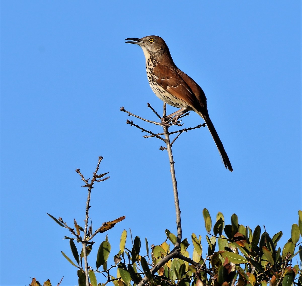 Brown Thrasher - ML458789281