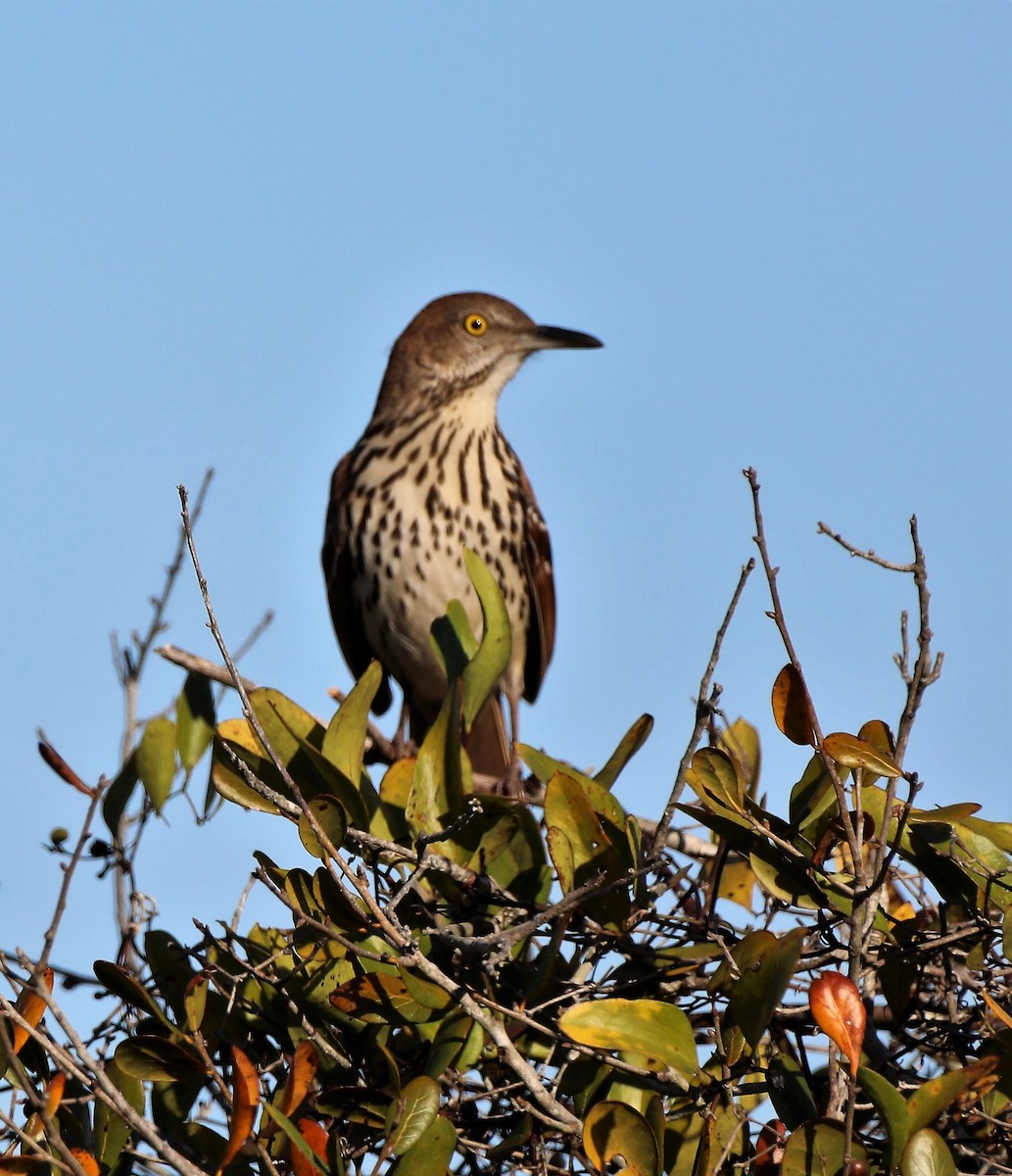 Brown Thrasher - ML458789301