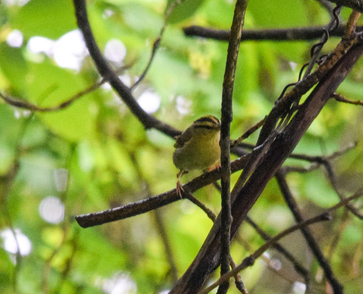 Worm-eating Warbler - ML458789661