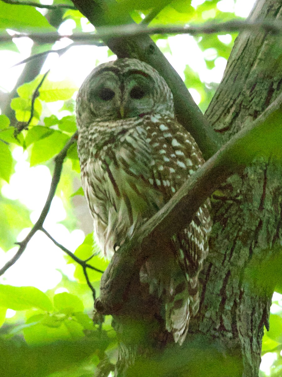 Barred Owl - ML458789911